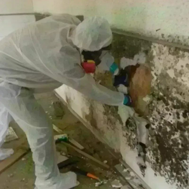 Mold Remediation and Removal in Archbald, PA